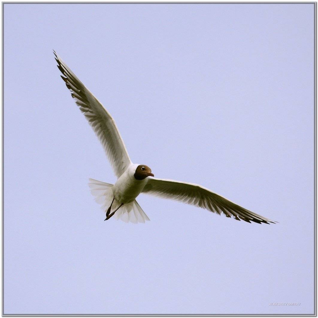 СВОБОДНАЯ:). Автор: Дмитрий Алексеев природа,, Дмитрий Алексеев