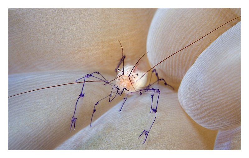 пунктиром, эскиз, креветка, макро, индонезия Пунктиромphoto preview