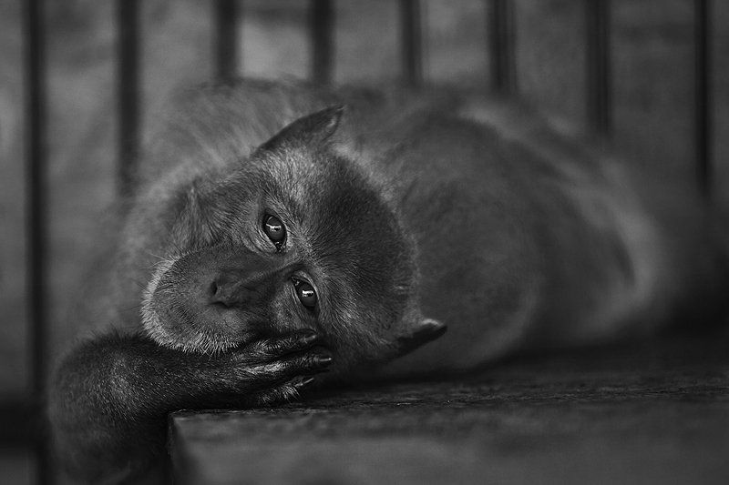 Утро в обезьянникеphoto preview