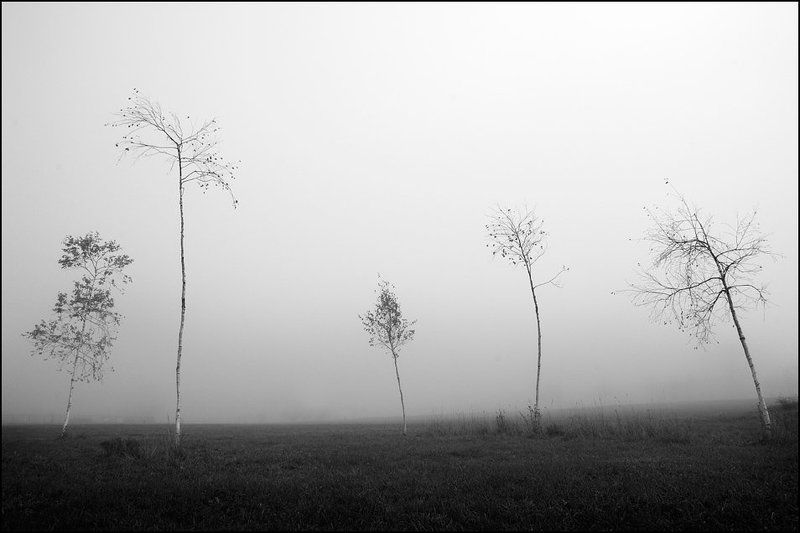 туман, воздух, вода, поле, дельфины, флора, фауна, человек Флораphoto preview