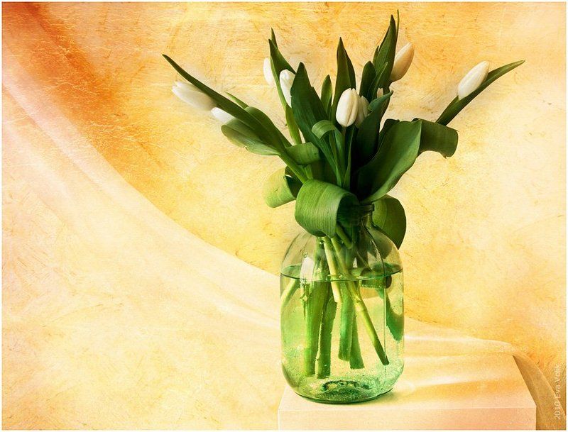 банка, букет, белые, тюльпаны Simplephoto preview