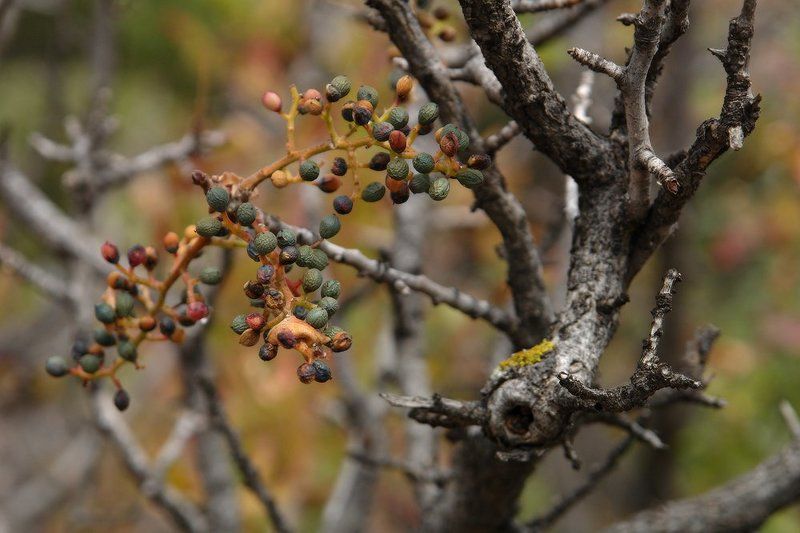 козлов артур, дикая фисташка Дикая фисташкаphoto preview