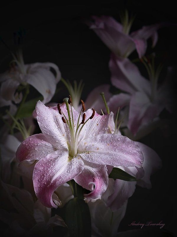 цветы Лилия.photo preview