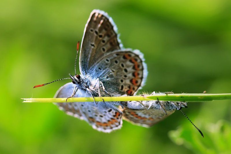 макро, бабочки, макросекс *** фото превью