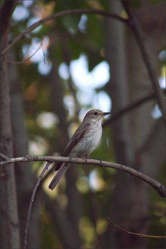 Вечерний портрет фото превью