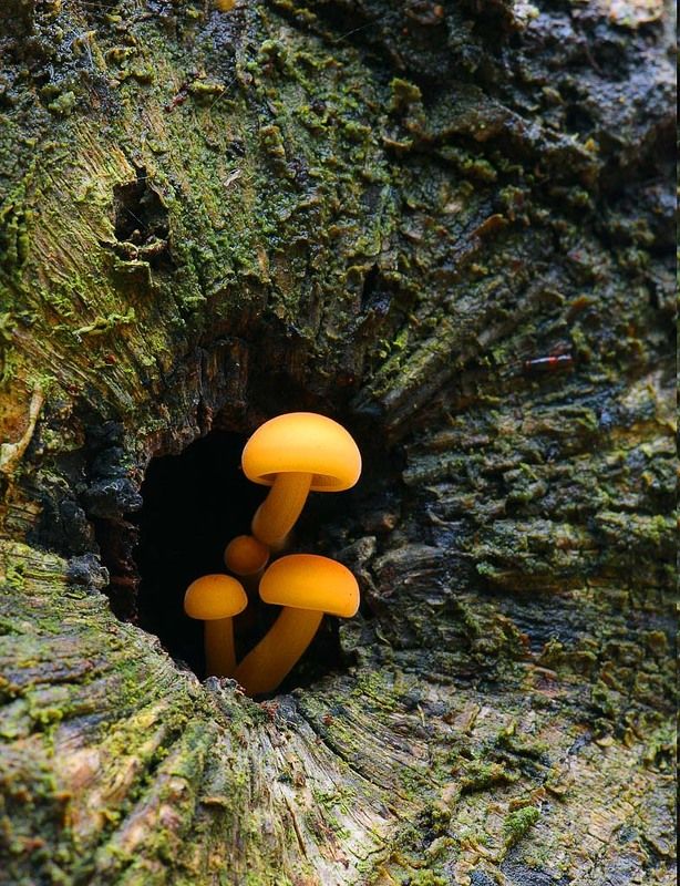 опята, зимние Eruptionphoto preview