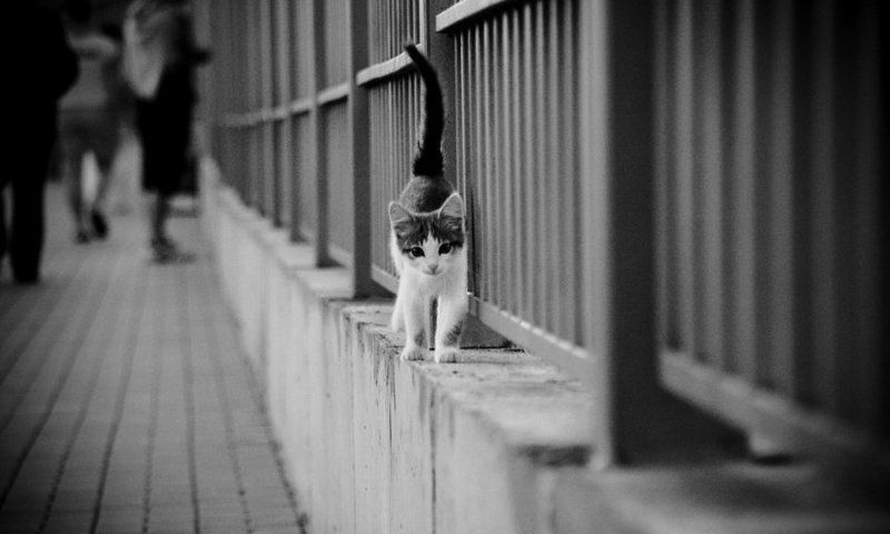 кто где, а я сам-по-себеphoto preview