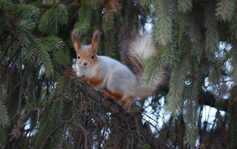 белка,природа Белочкаphoto preview