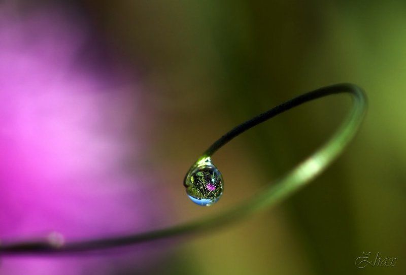 макро, капли Капитошаphoto preview