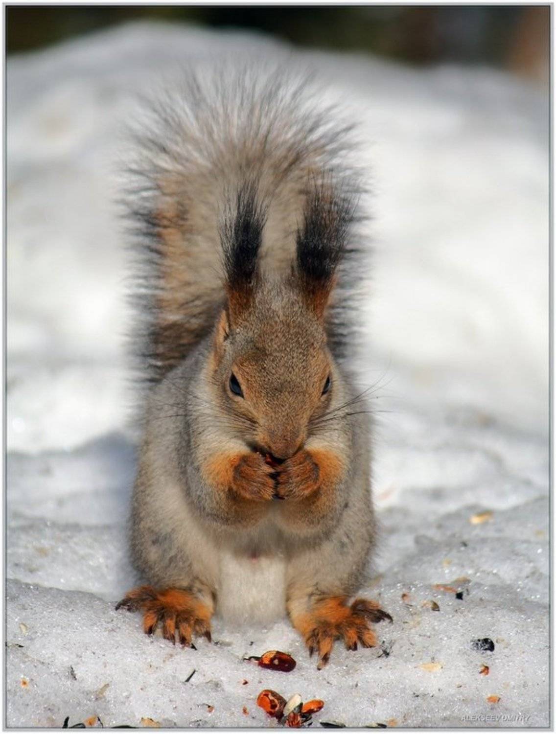 Я тут насорил немного :):). Автор: Дмитрий Алексеев белка,природа, Дмитрий Алексеев