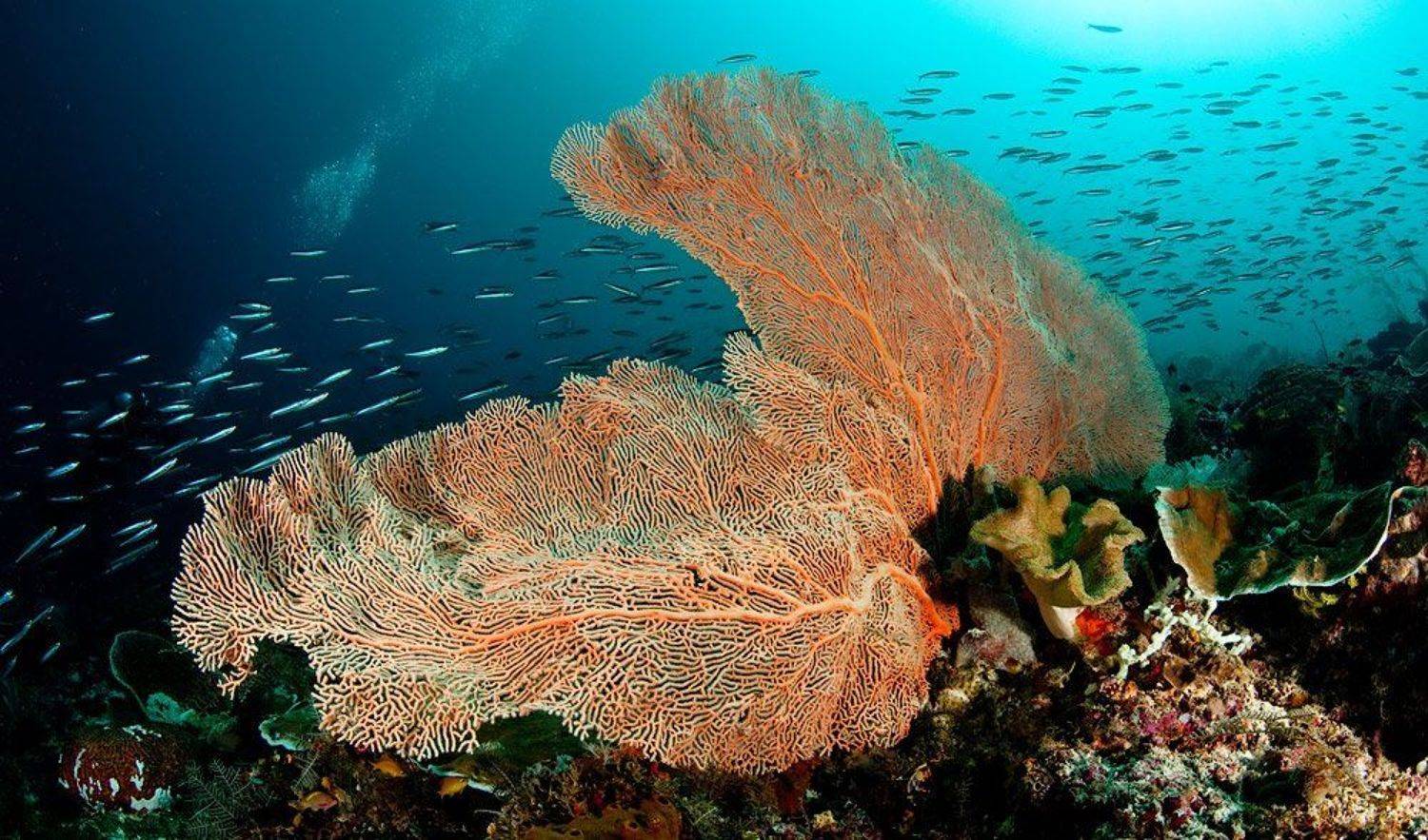 коралл, underwater, Виктор Чистов