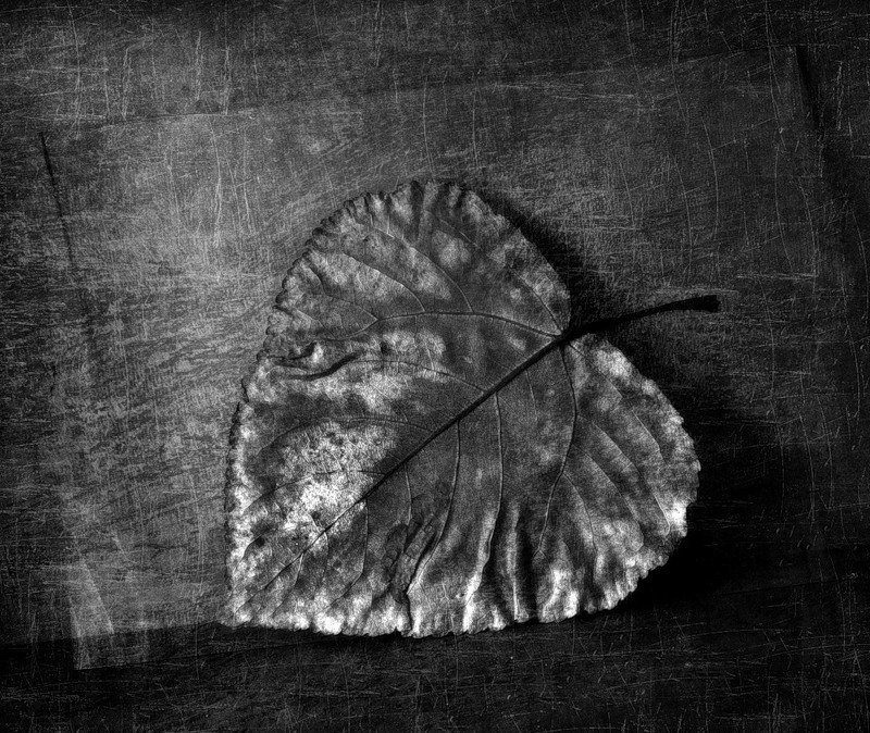 Лист..photo preview