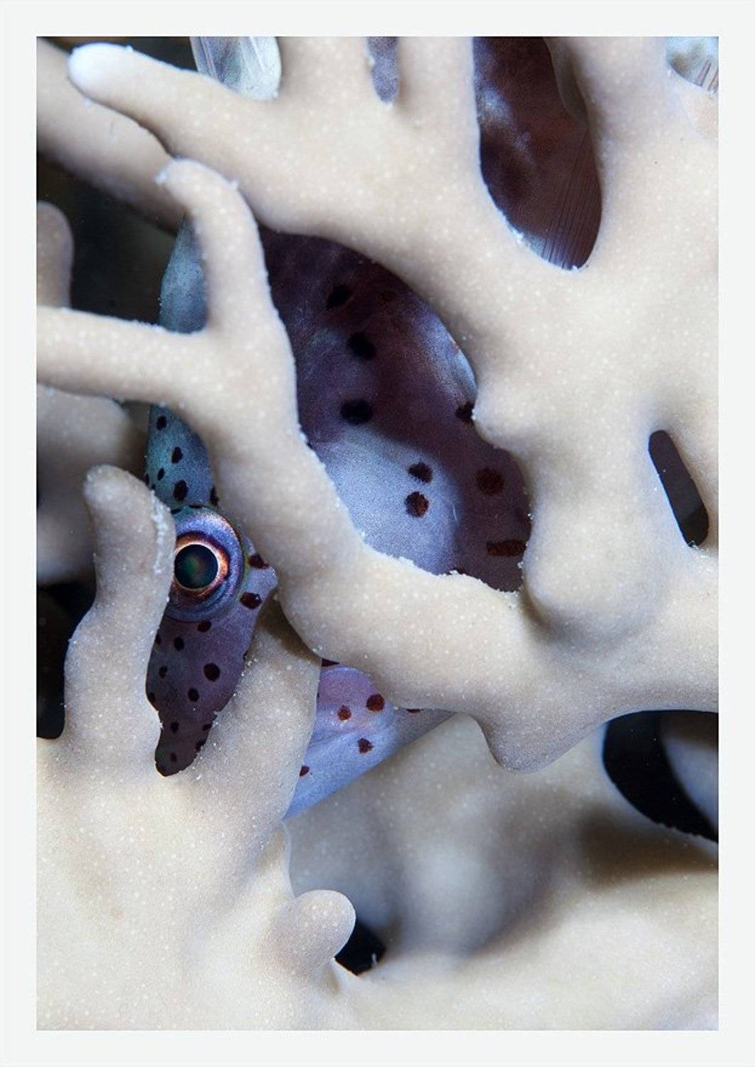 Страх. Автор: Нарчук Андрей страх, коралл, ночь, глаз, Нарчук Андрей