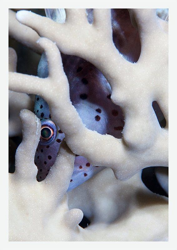 страх, коралл, ночь, глаз Страхphoto preview