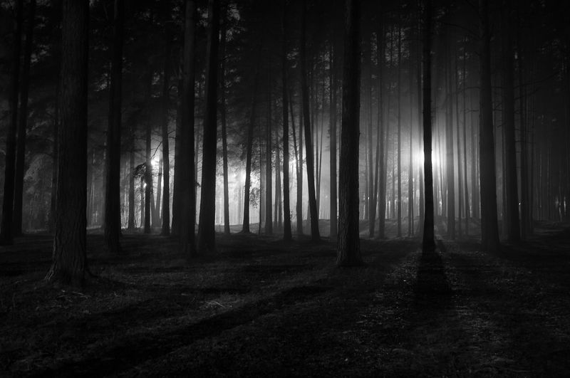 фото, природа, лес, дубна, россия Прогулки в туманеphoto preview