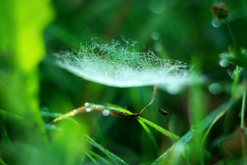 Осеннее утроphoto preview