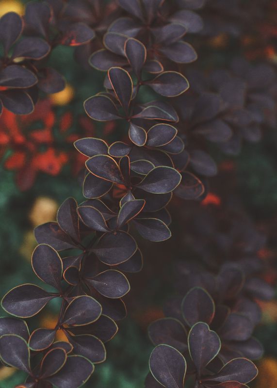 контурноеphoto preview