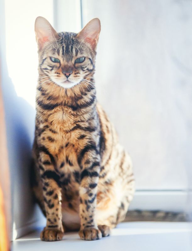 mr.filler ***photo preview