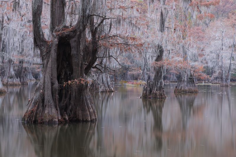 кипарис, болото, осень А ночью из дупла выходит Леший...photo preview
