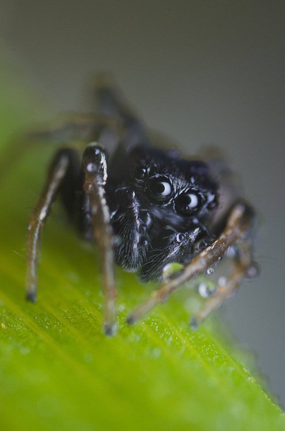 , Ренат Тугушев