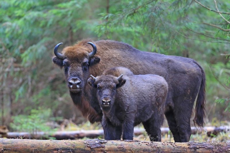 Дочки-матери.photo preview