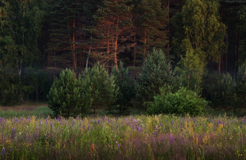 сосны, елочки, лето, туман, травы, утро, рассвет, поле, опушка, зелень, люпины Смотрите внучки на солнышко...photo preview