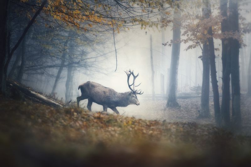 пейзаж, природа, landscape, nature, animals, deer Wild deer.photo preview