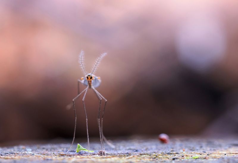 комар Венерианские сумеркиphoto preview