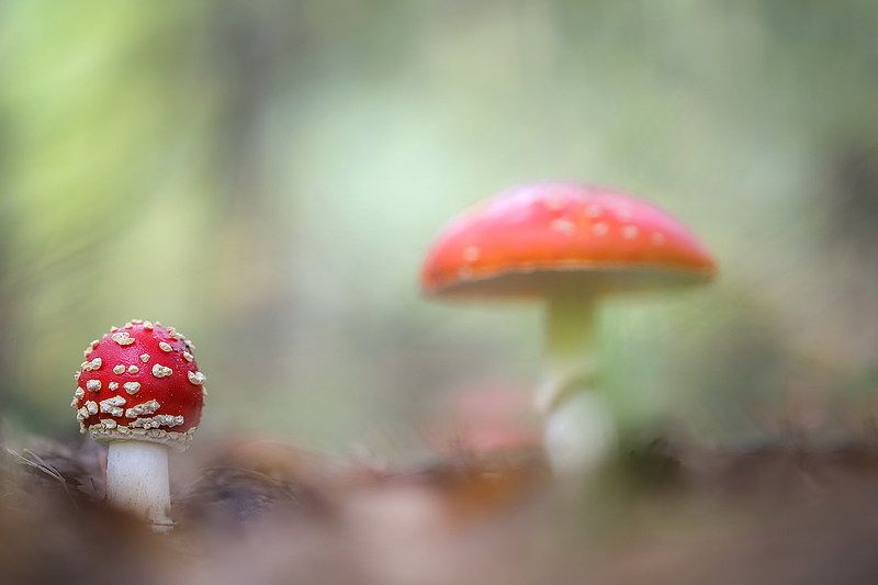 В стране мухоморияphoto preview