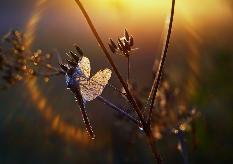 стрекоза, насекомое, утро, макро, природа, роса Первый солнца лучphoto preview