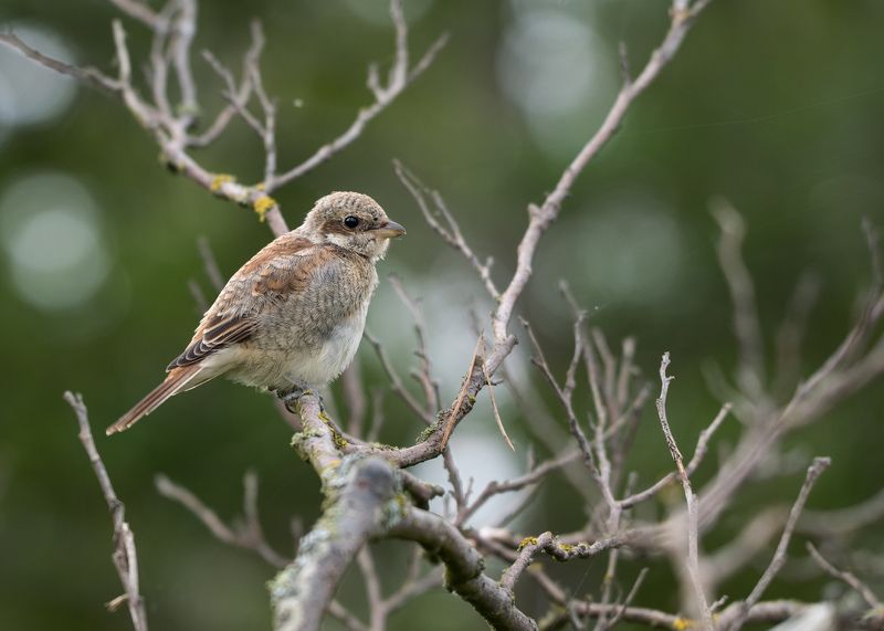 птица Сынокphoto preview