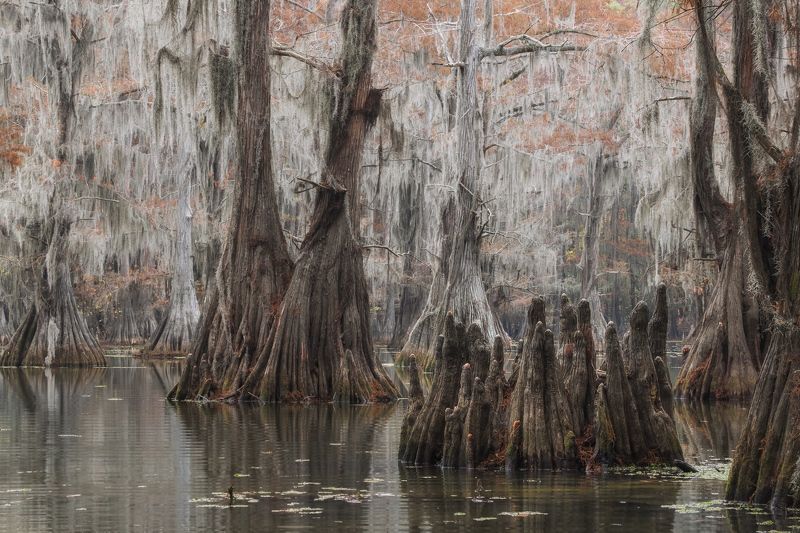кипарис, болото, осень Зарождение жизни.photo preview