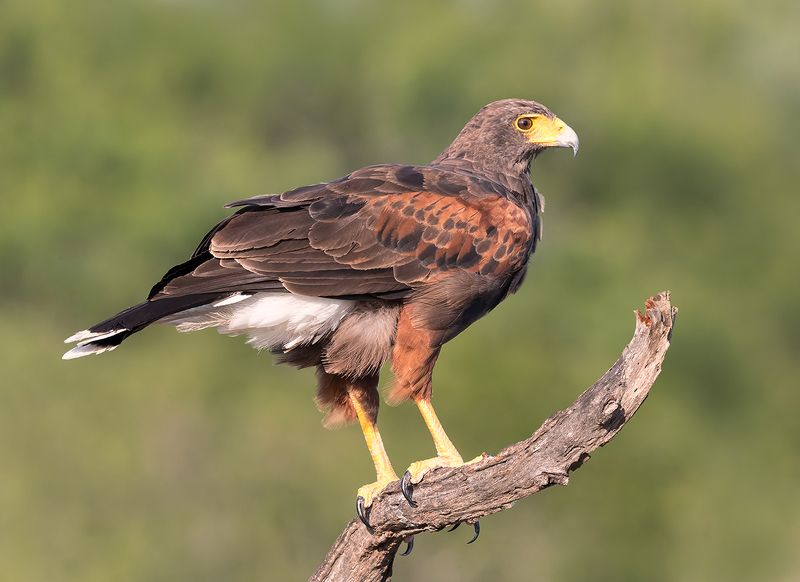 пустынный канюк, harris hawk, hawk, tx, texas Пустынный канюк (самка) - Harris Hawk (female)photo preview