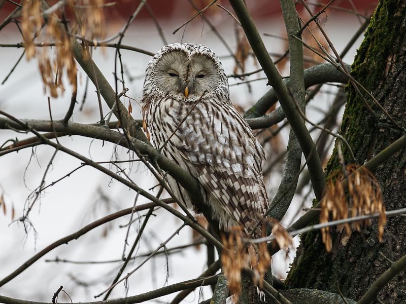 длиннохвостая неясыть, уральская неясыть, strix uralensis Неожиданная встречаphoto preview