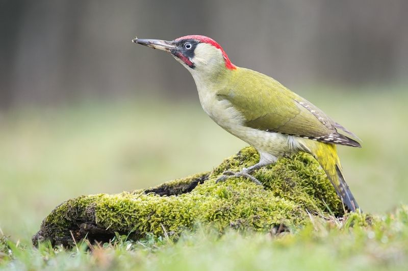 Green on Greenphoto preview