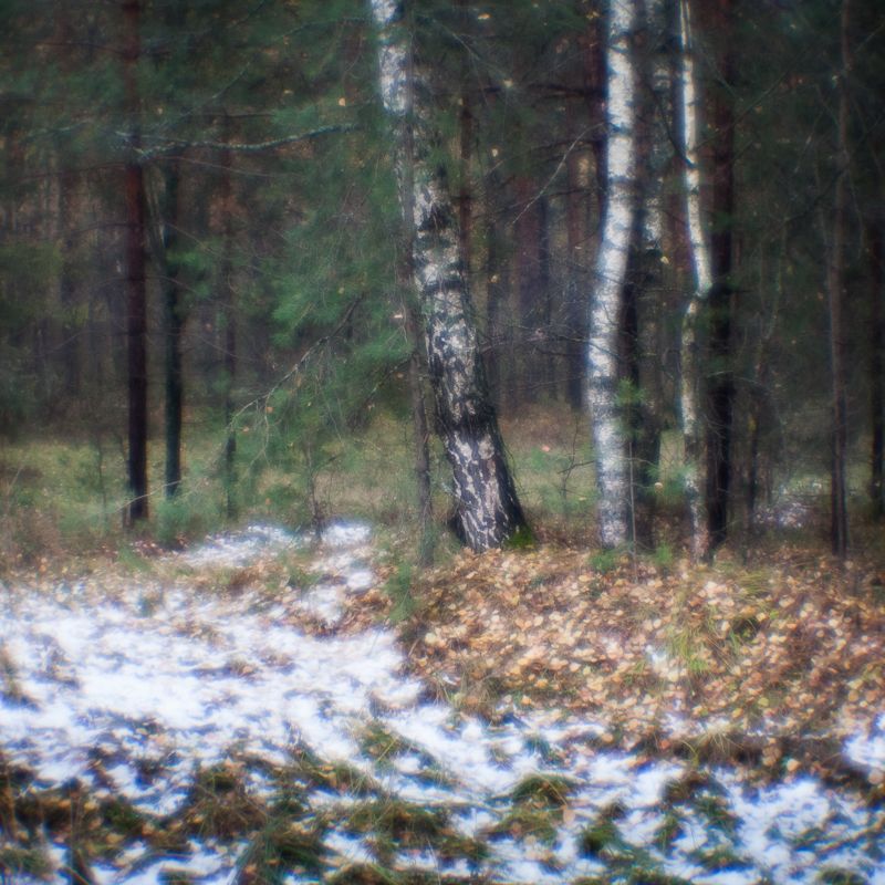 фото, монокль, природа, лес, березы, пикториализм, monolens Первый снегphoto preview