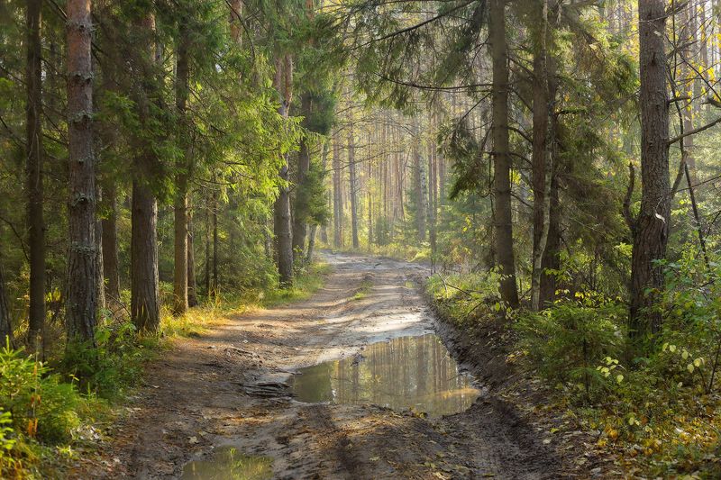 лес утро осень Утро в лесуphoto preview
