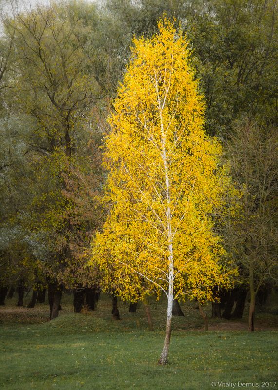 береза, березы, желтый, осень, контраст, цвет Другаяphoto preview