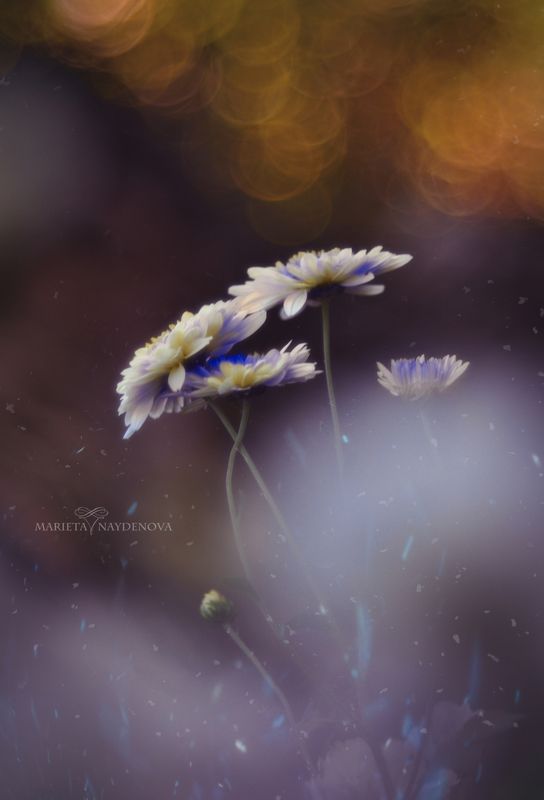 Touched by the sunphoto preview