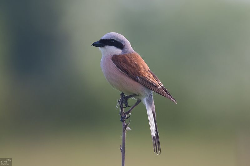 Lanius collurio, male, bird, birds, Nature Lanius collurio. Malephoto preview
