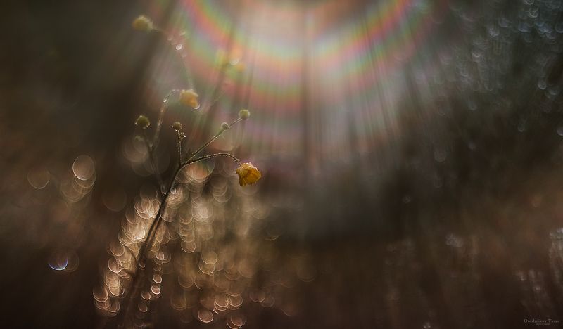 макро,гелиос,природа,боке,лето,утро,осень,свет,цветы,радуга,цвет photo preview