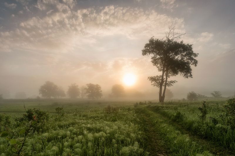 природа утро лето Летним утром в лугахphoto preview