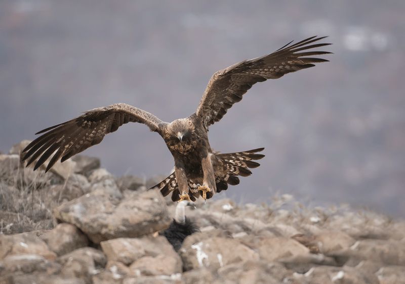 Скален орел   Aquila chrysaetos photo preview