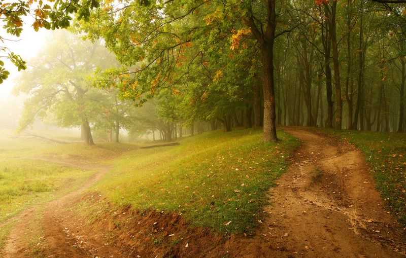 природа утро лето Лесphoto preview