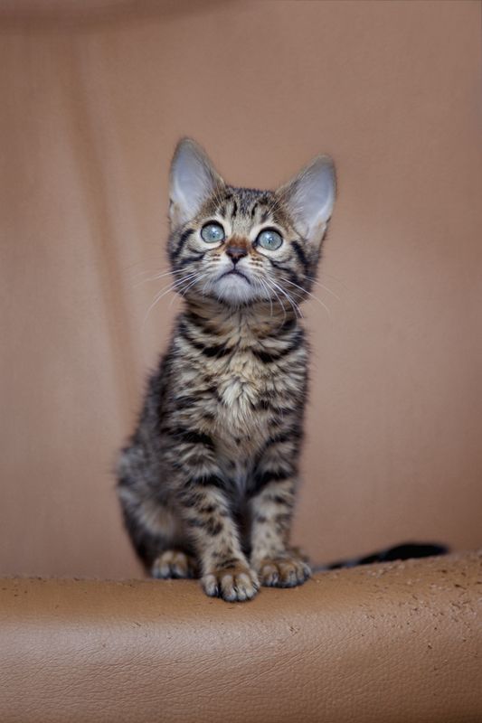 от 2,5  до 11 месяцев. Осталась неделя-две и можно  серию в качестве мамы :) и с потомством :)photo preview