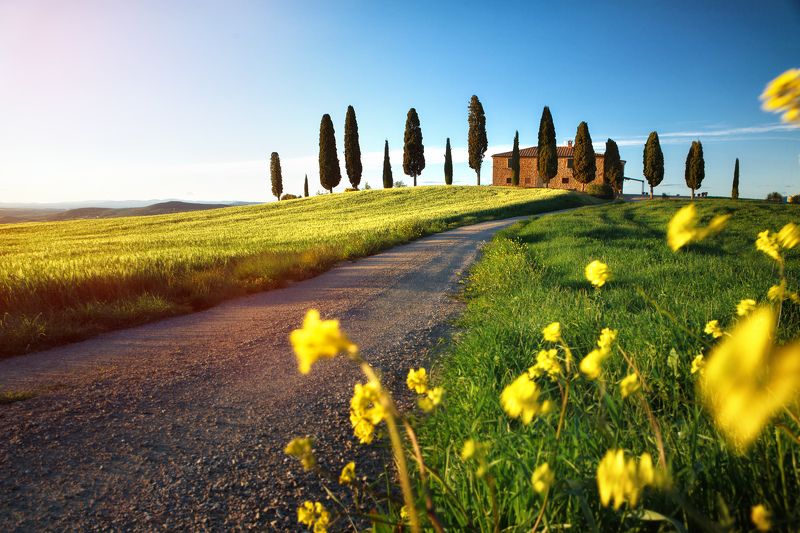 тоскана, италия, вилла, поле, пейзаж, воробей, пьенца Меж зелёной пшеницы...photo preview