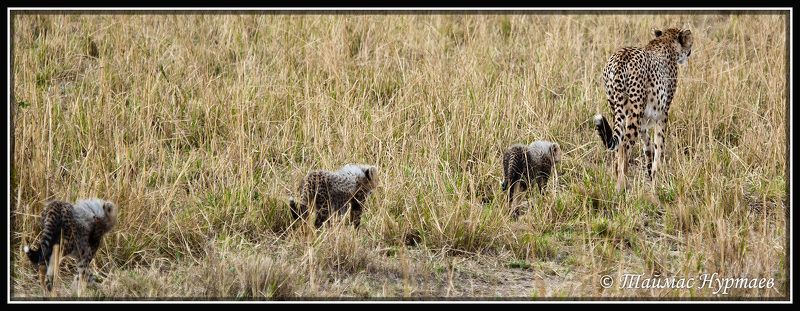 дети ДЕТИ  АФРИКАНСКОЙ САВАННЫphoto preview