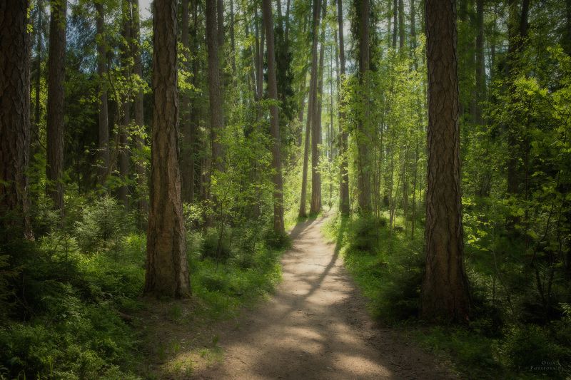 рощино, линдуловская роща, лиственницы, лес, лето, зелень, солнце, тропа, ленинградская область Линдуловская рощаphoto preview