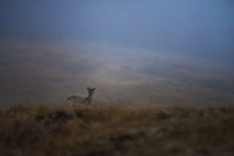 #deer #forest #photohunt #animals #foggy #field Девушка.photo preview