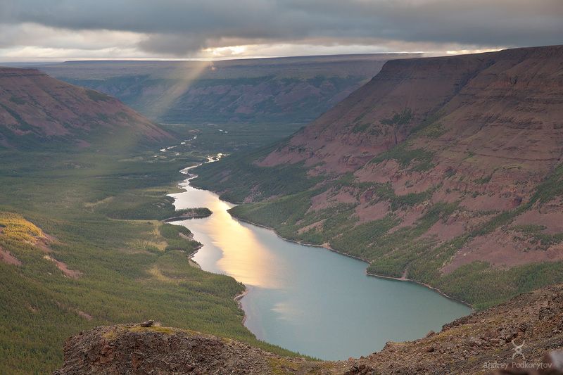 путорана, плато путорана, дулук, баран, путоранский баран, толсторог, подкорытов, эндемик, putorana, duluk, podkorytov Первый луч для путоранского баранаphoto preview